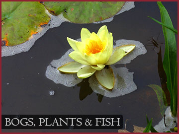Bogs, Plants & Fish